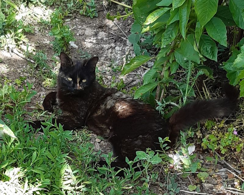 Nerina nella natura...