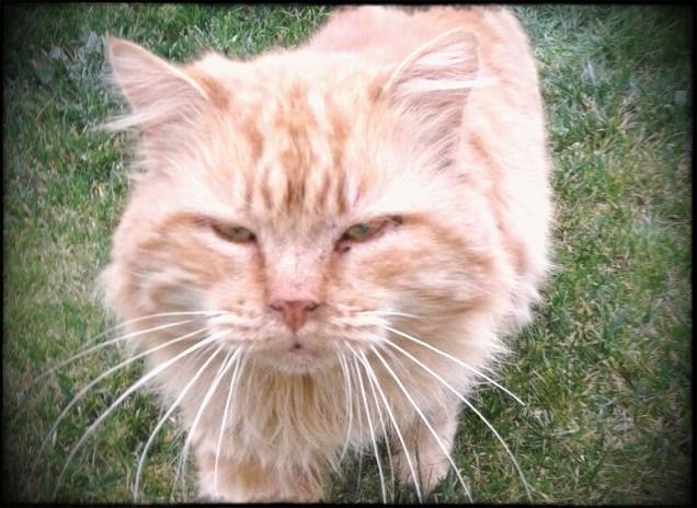 sono un investigatore...