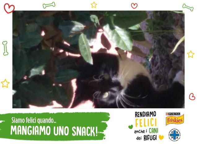 in giro per margherite...