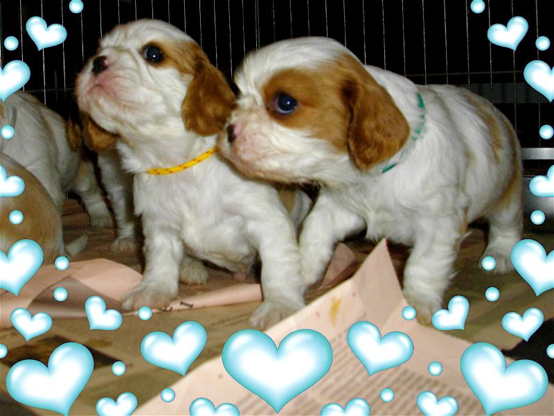 Cerco Cucciolo Di Cavalier King Charles Spaniel  