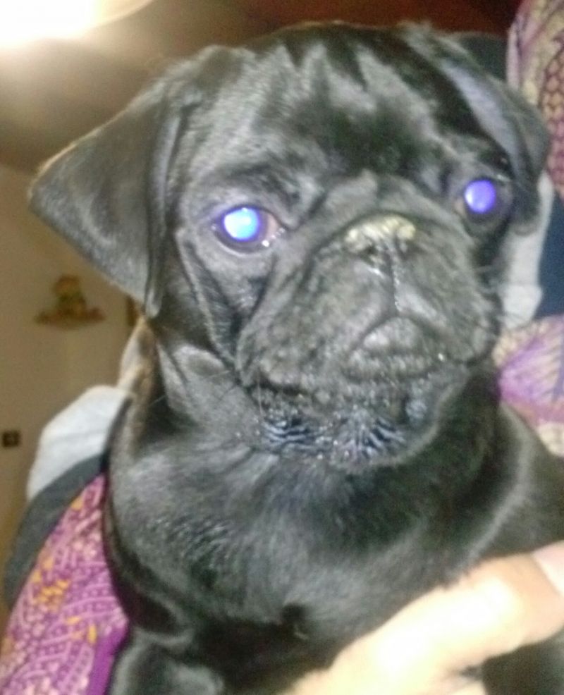 Carlino nero per Babooska
