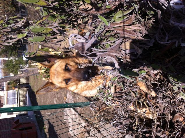 Aisha che si nasconde