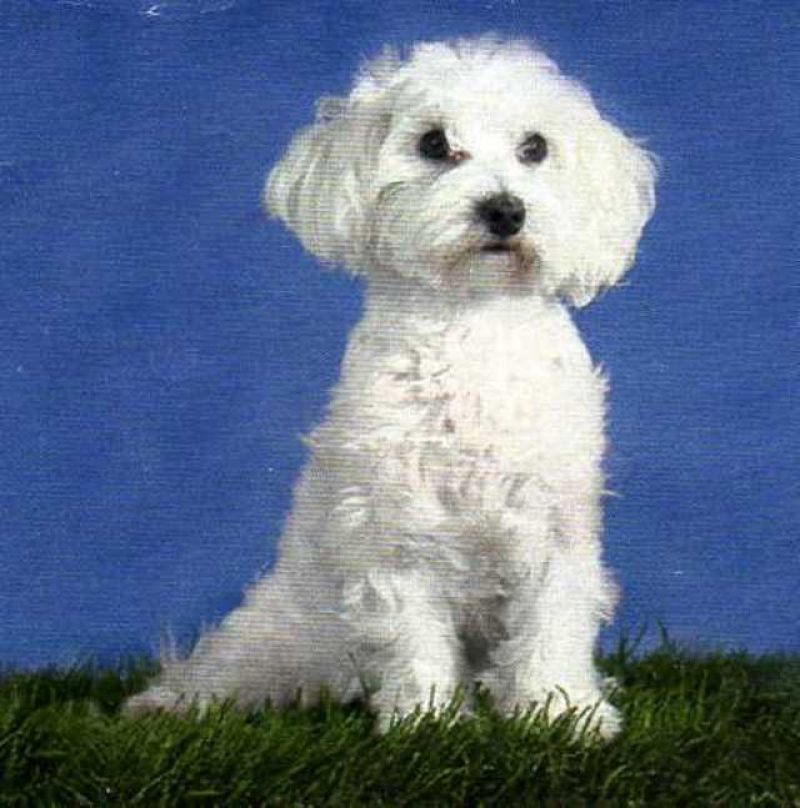 MALTESE