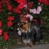 Life: Yorkshire Terrier scomparsa alla stazione di servizio Irpinia Nord il 12/6/2012 alle 6:00