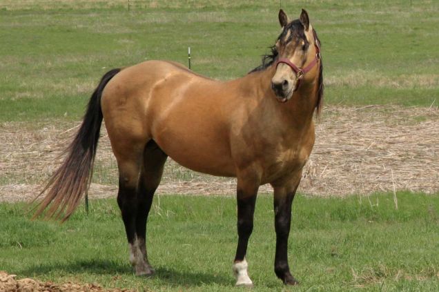 Spirit - Cavallo americano