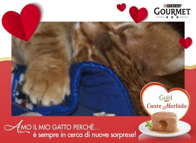 Gatto tifoso