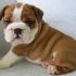 cerco cucciolo bulldog inglese in regalo!!!!!!