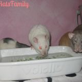 Ratti in piscina