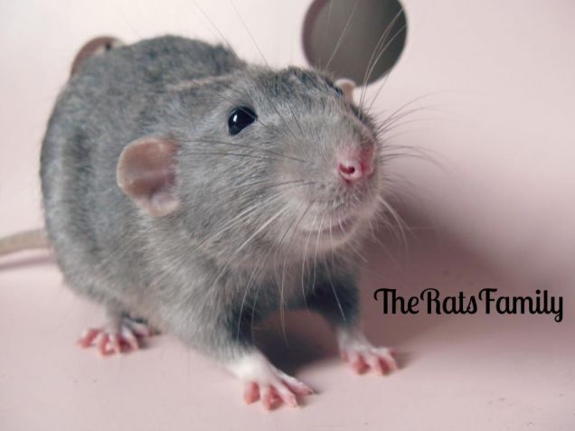 Il rattone Bizet di The Rats Family