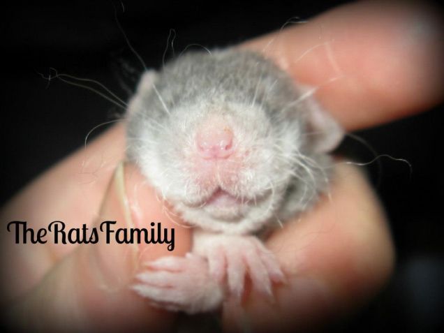 La rattina Blondie di The Rats Family