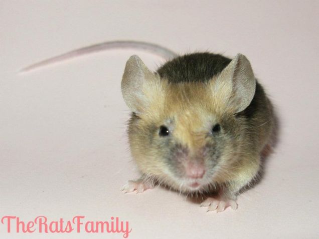 La topolina Sandy di The Rats Family