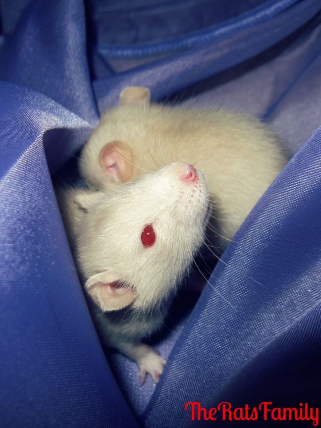 Alcuni cuccioli dei ratti da compagnia di The Rats Family.