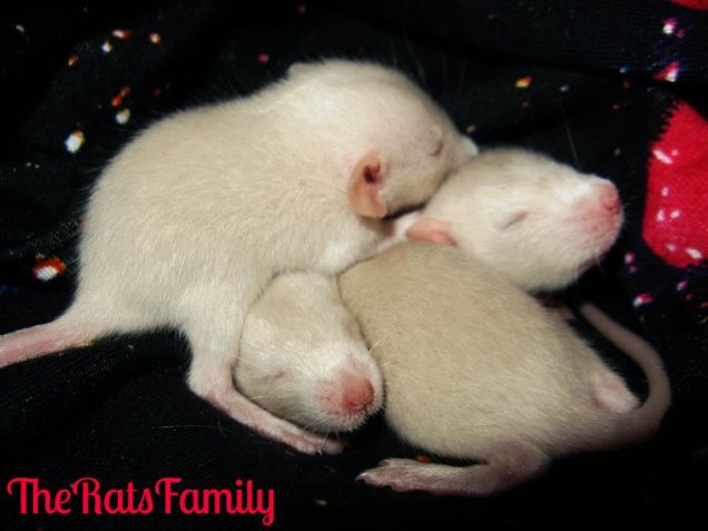 Alcuni cuccioli dei ratti da compagnia di The Rats Family.