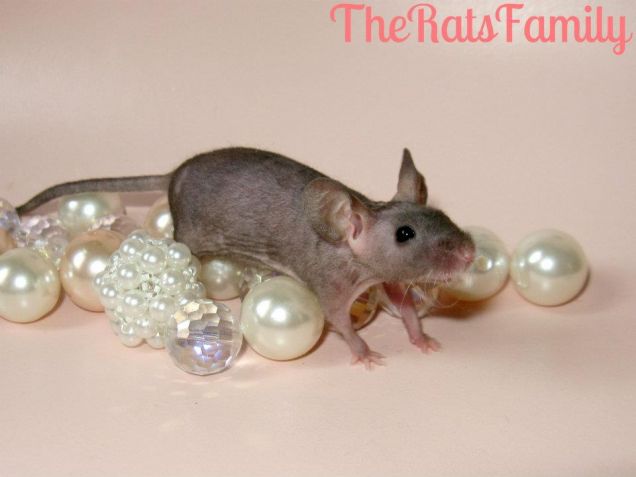 La topolina Frenchy di The Rats Family