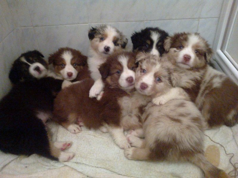 Cuccioli di Australian Shepherd