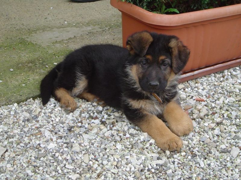 cuccioli pastore tedesco