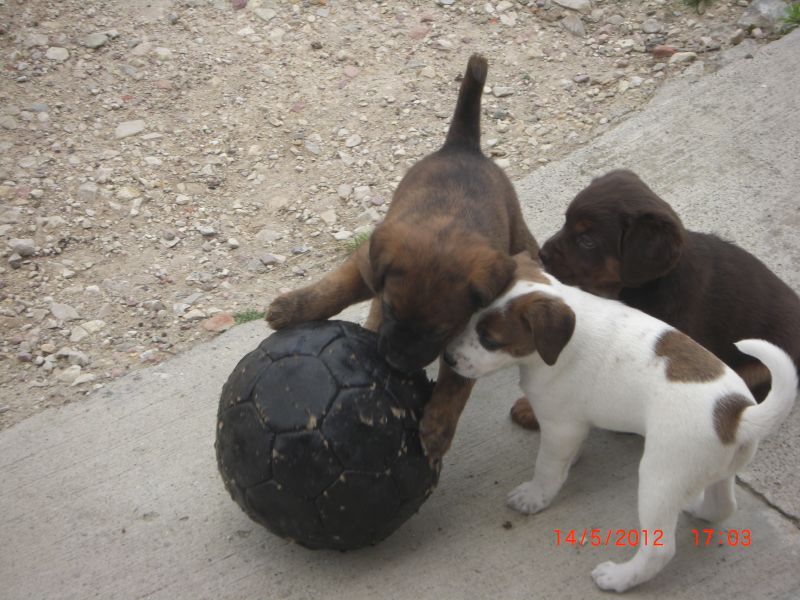 regalo cuccioli