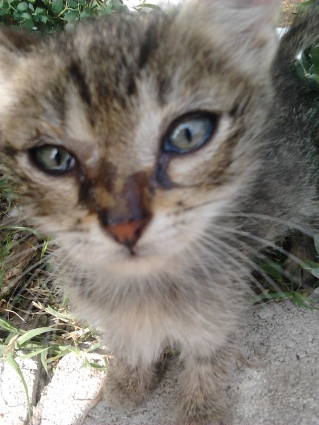 Zorro un Trovatello fortunato