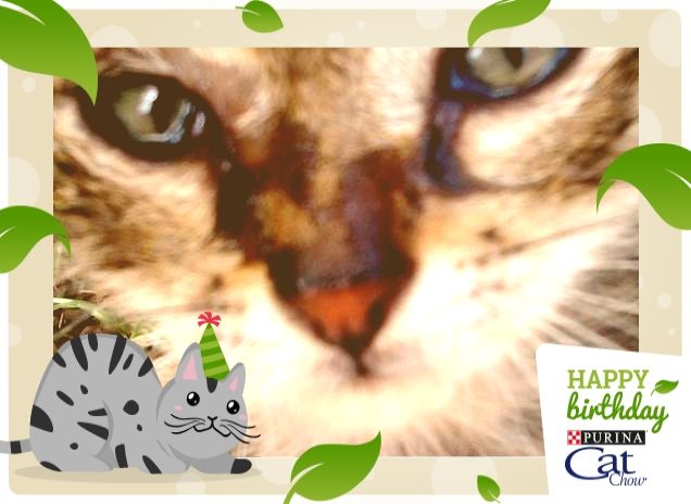 Zorro un Trovatello fortunato