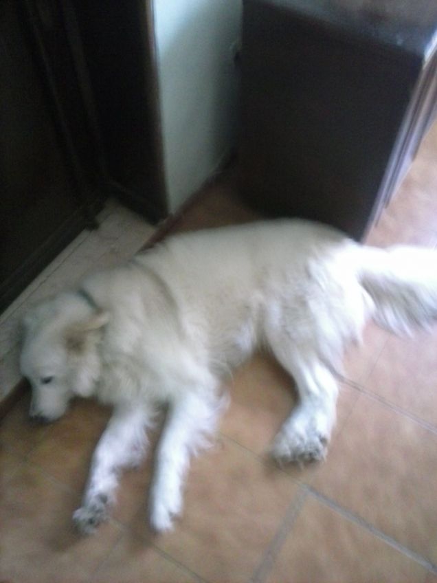 Dopo l'Avventura fa il guardiano di casa