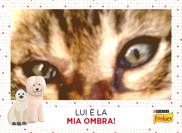 Il mio micetto di strada