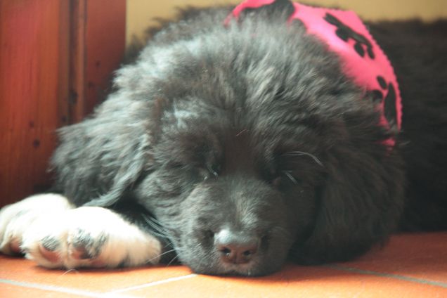 faccia da schiaffi parte 1