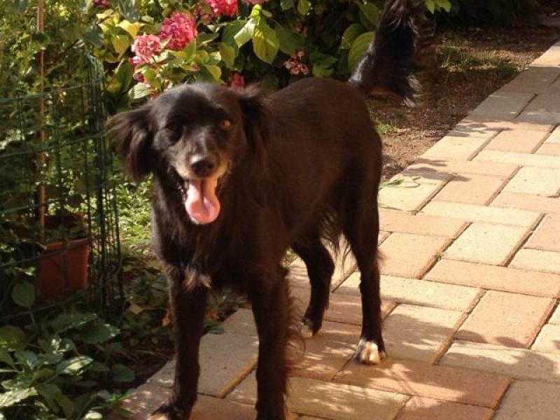 bella cagnolina adorabile aspetta una famiglia