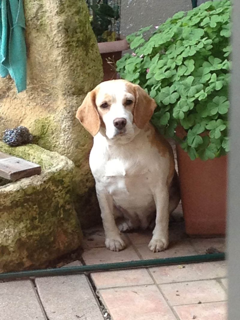 Flò, una beagle allegra e super buona