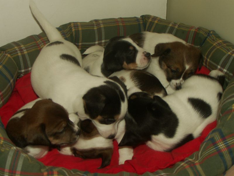 Cuccioli di Jack Russell Terrier