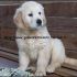 Cuccioli di Golden Retriever