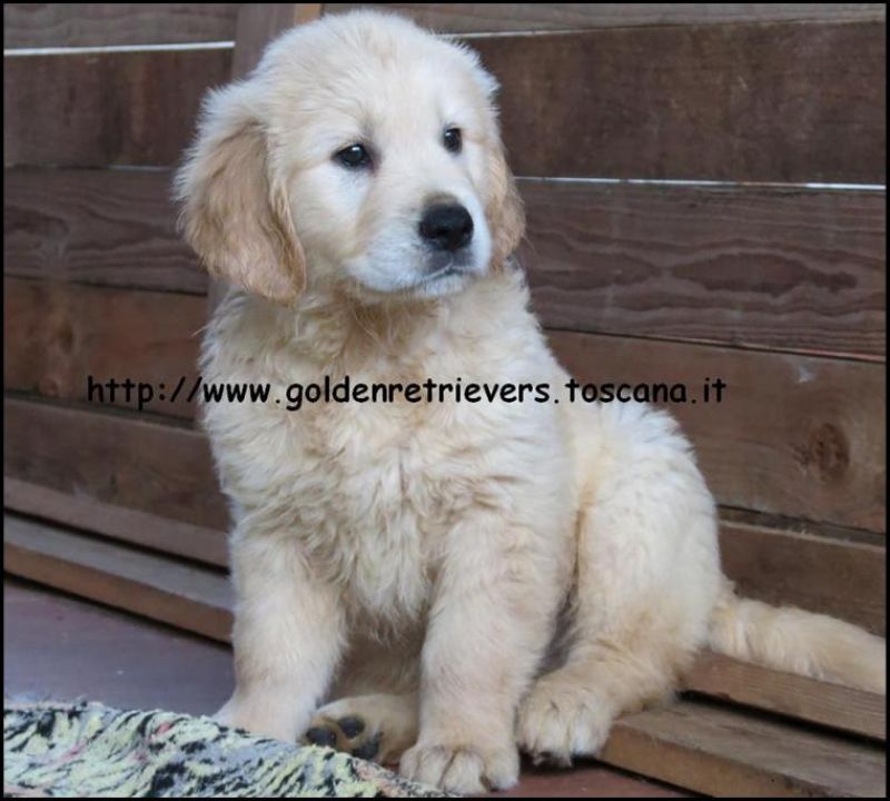 Cuccioli di Golden Retriever