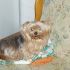 yorkshire terrier maschio per accoppiamento