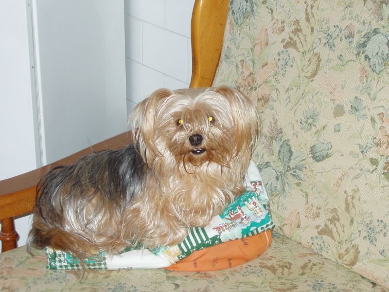 yorkshire terrier maschio per accoppiamento