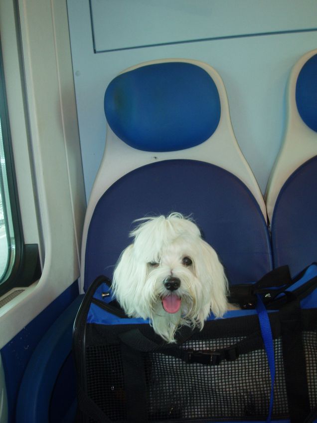 Il mio cane per la prima volta in treno