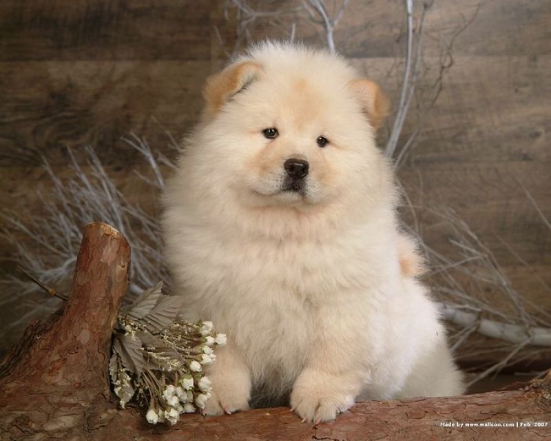 chow chow