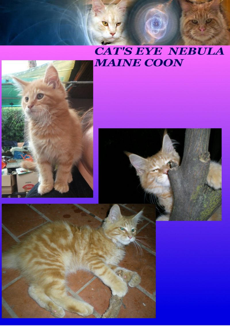 maine coon