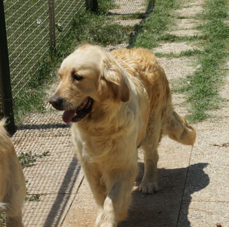 Giovane golden retriver.....