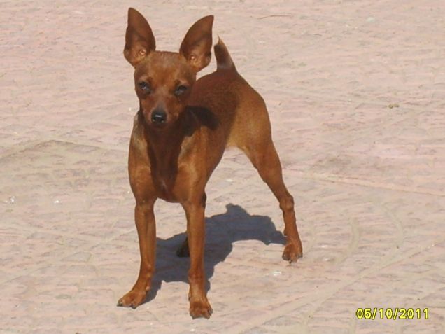 Pinscher