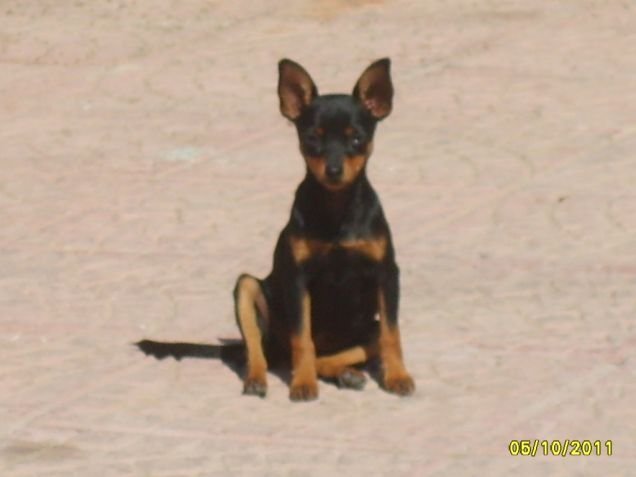 Pinscher