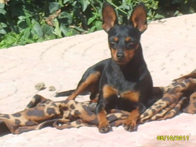 Zwergpinscher