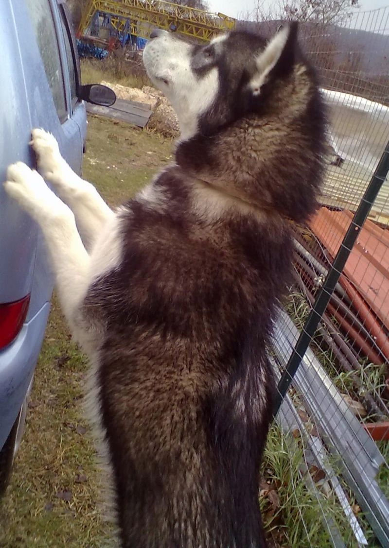 Cerco cuccioli  alaskan malamute  se è possibile adottare ,,va bene anche altre razze di cani nordici 