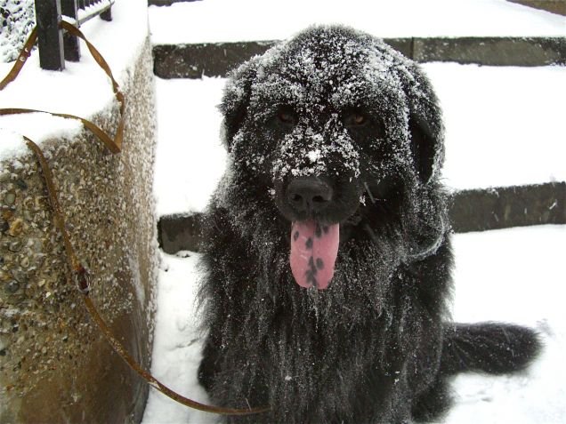 Victor contento con il neve