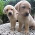 Bellissimi cuccioli Labrador Retriver