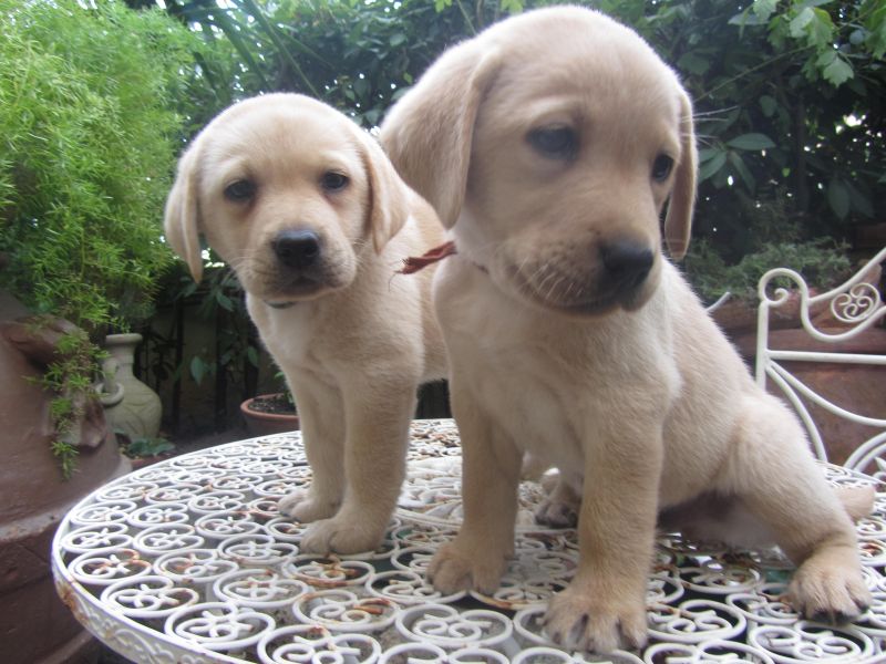 Bellissimi cuccioli Labrador Retriver