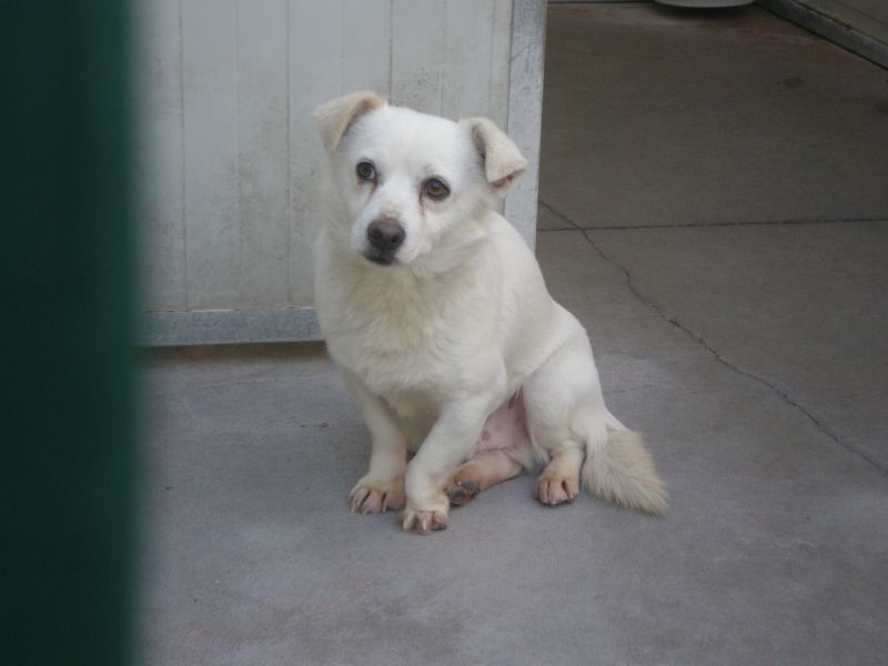 cane buonissimo cerca casa