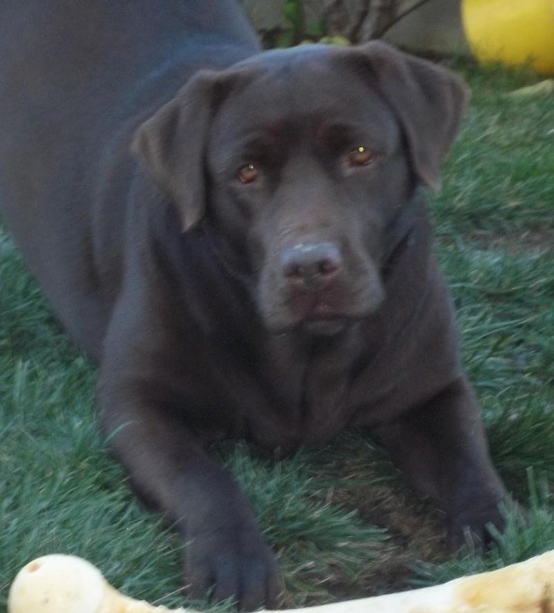 VENDO CUCCIOLI LABRADOR CHOCOLATE ALTISSIMA GENEALOGIA