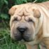 ultimo cucciolo maschio di shar pei