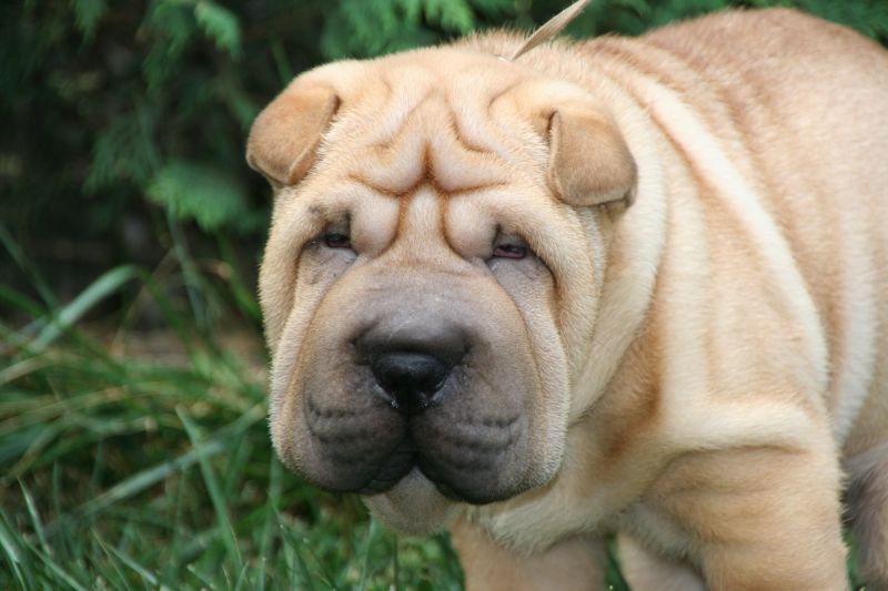 ultimo cucciolo maschio di shar pei