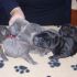 cuccioli shar pei rarissimi blu e neri