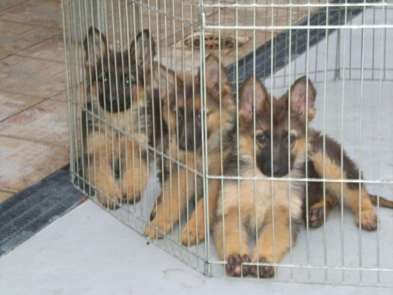 cerco Cucciolo di cane in regalo